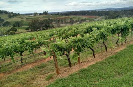 Petersons Wines