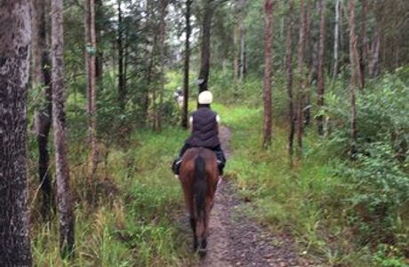 Tait's Wongabel Stables