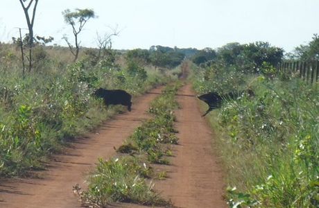 Parque Nacional das Emas