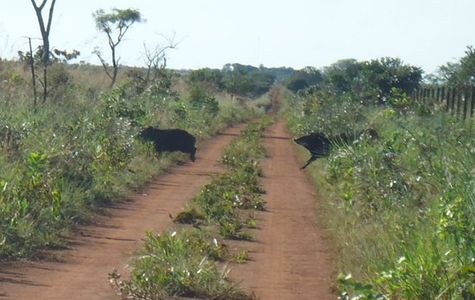 Parque Nacional das Emas 1
