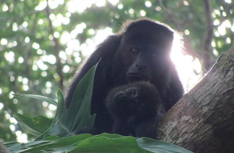 Community Baboon Sanctuary