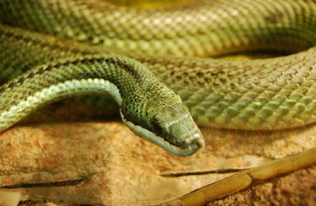 ZOO Serpentarium