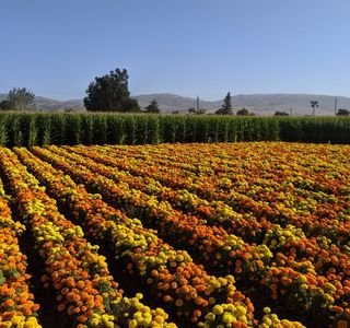 Uesugi Farms Pumpkin Park