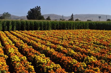 Uesugi Farms Pumpkin Park
