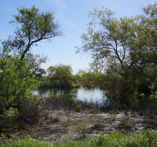 Madrona Marsh