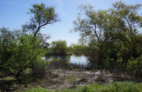 Madrona Marsh