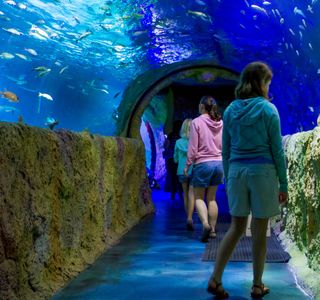 Sea Life