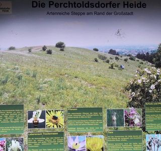 Die Perchtoldsdorfer Heide