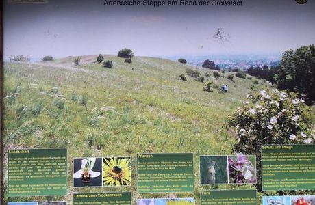 Die Perchtoldsdorfer Heide