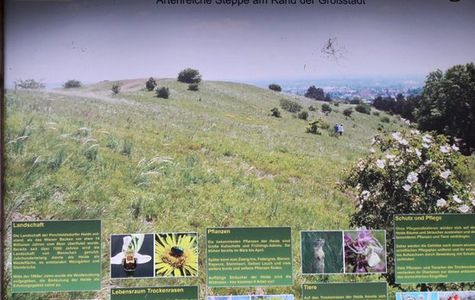 Die Perchtoldsdorfer Heide 1