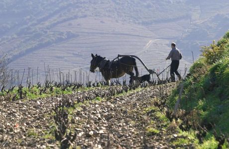 Domaine du Traginer