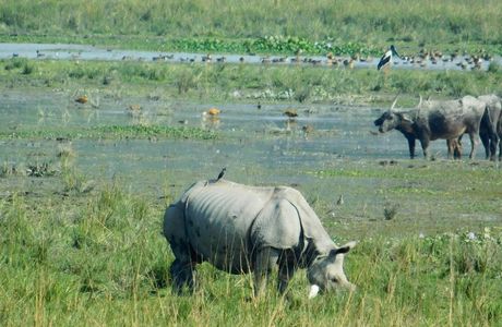 Pobitora Wildlife Sanctuary