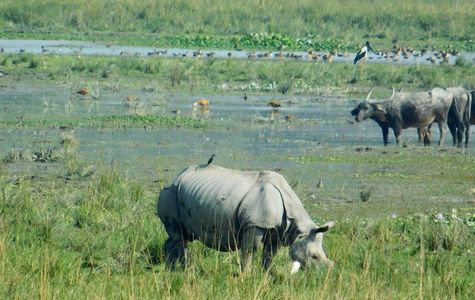 Pobitora Wildlife Sanctuary 1