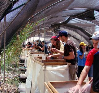 Temple Mount Sifting Project