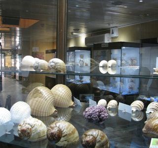 Isfahan Seashell Museum