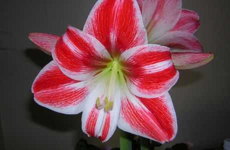 Amaryllis Beaute