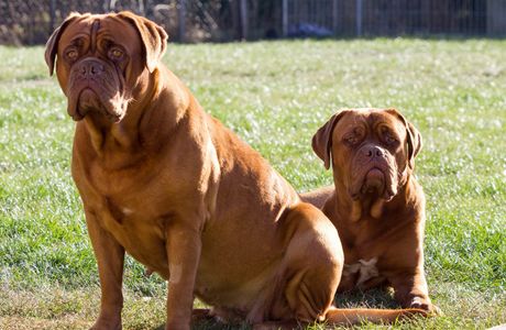 Chienne dogue protégeant ses petits