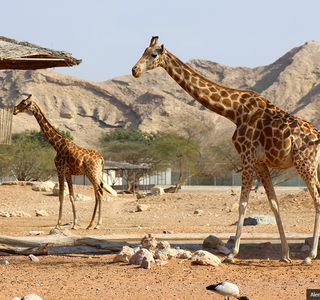 Al Ain Zoo