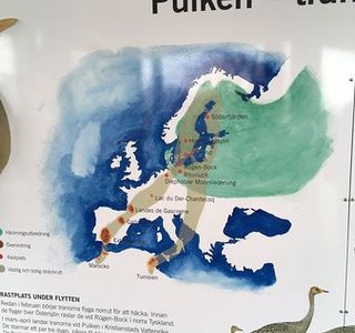 Pulken