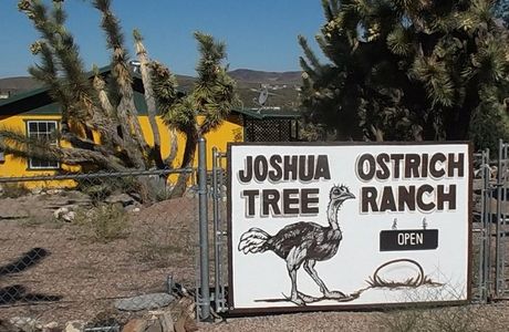 Joshua Tree Ostrich Ranch and Guest House
