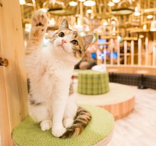 Cat Cafe Mocha Akihabara