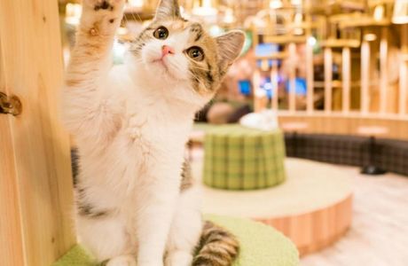Cat Cafe Mocha Akihabara
