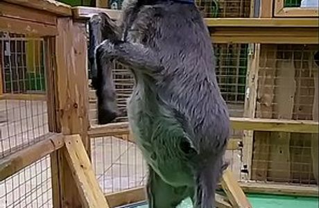 Ruchnoi Zoo