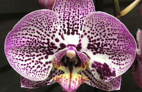 Orchid - Thajske masaze