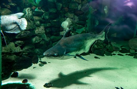 Oceanarium