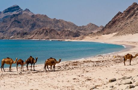 Arabian Sands Tours