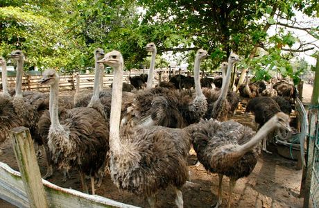 PD Ostrich Show Farm