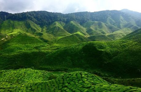 Cameron Highlands Jungle Trail No. 2