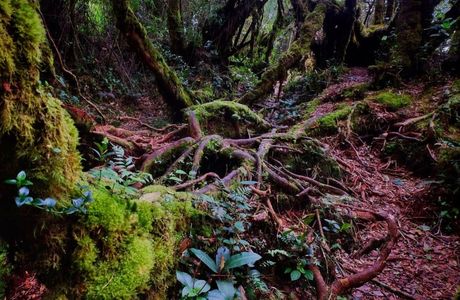 Mossy Forest