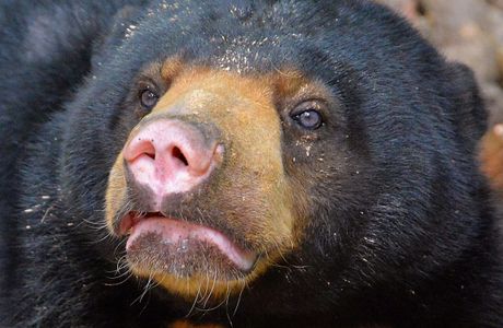 Bornean Sun Bear Conservation Centre