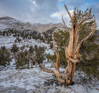 Ancient Bristlecone Forest