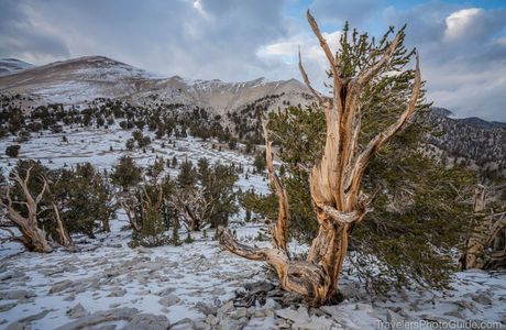 Ancient Bristlecone Forest