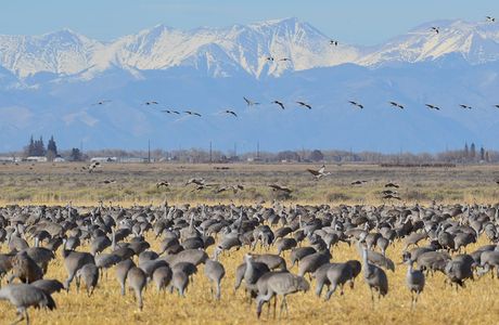 Monte Vista National Wildlife Refuge