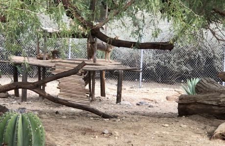 The Living Desert Zoo and Gardens