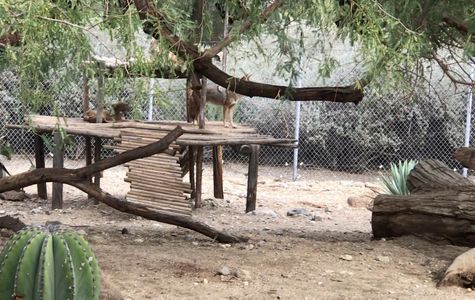 The Living Desert Zoo and Gardens 1