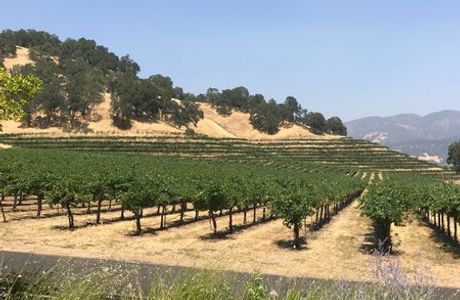 Nelson Family Vineyards