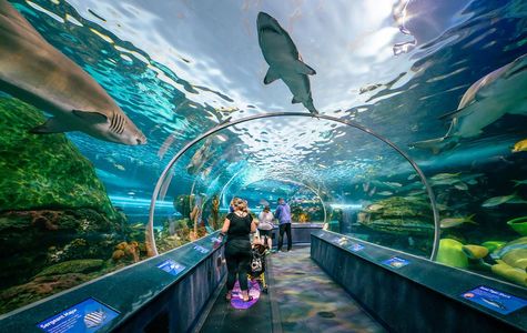 Ripley's Aquarium of Canada 1