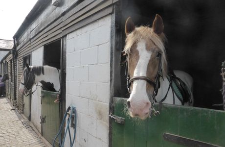 Ridgway Stables