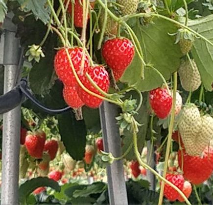 Hino Strawberry Farm 1
