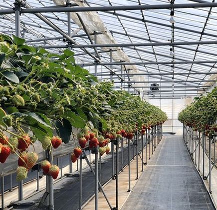 Kinta Farm Berryne 1