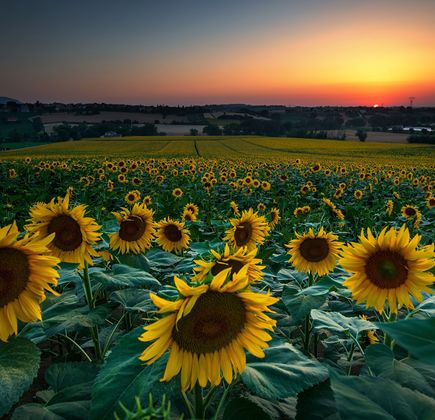 Hayano Sunflower field 1