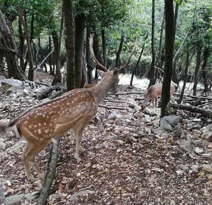 Parco Faunistico Al Bosco 1