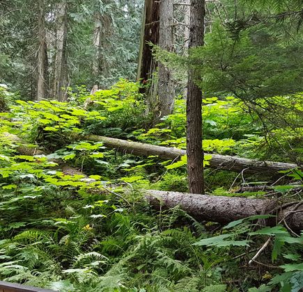 The Ancient Forest 1