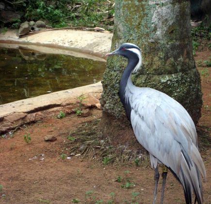 Umgeni River Bird Park 1