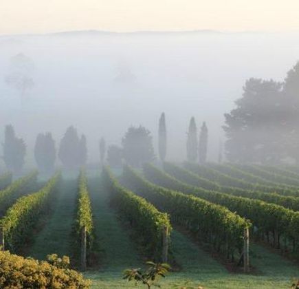 Cherry Tree Hill Vineyard 1