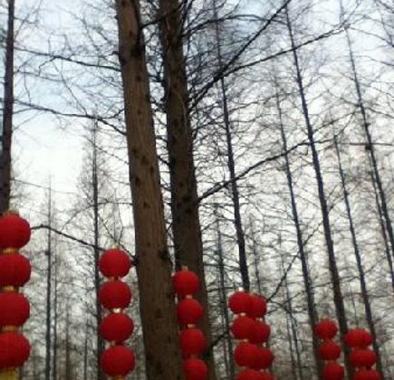 Chongming Dongping Forest Park 1